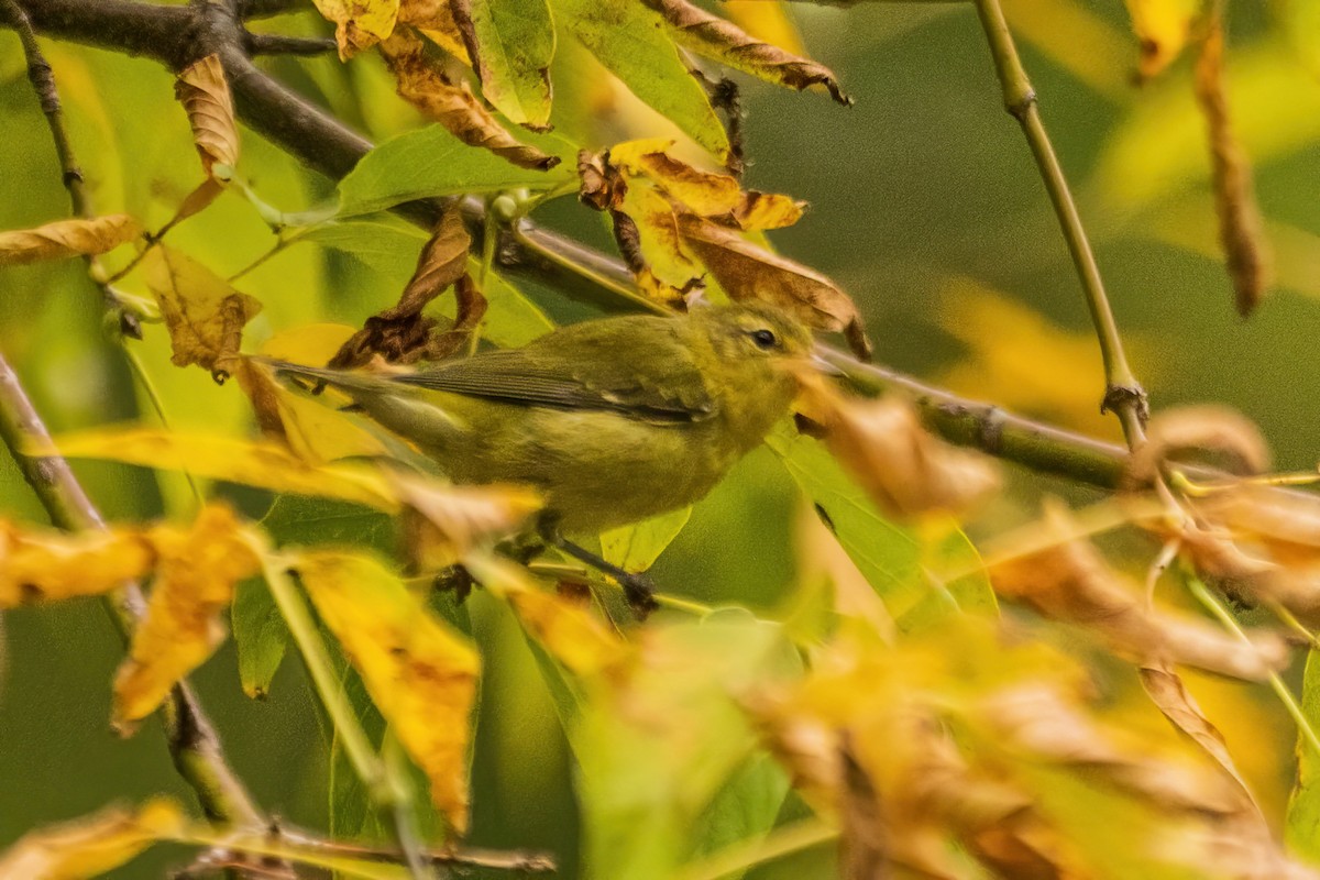 Tennessee Warbler - ML642699996
