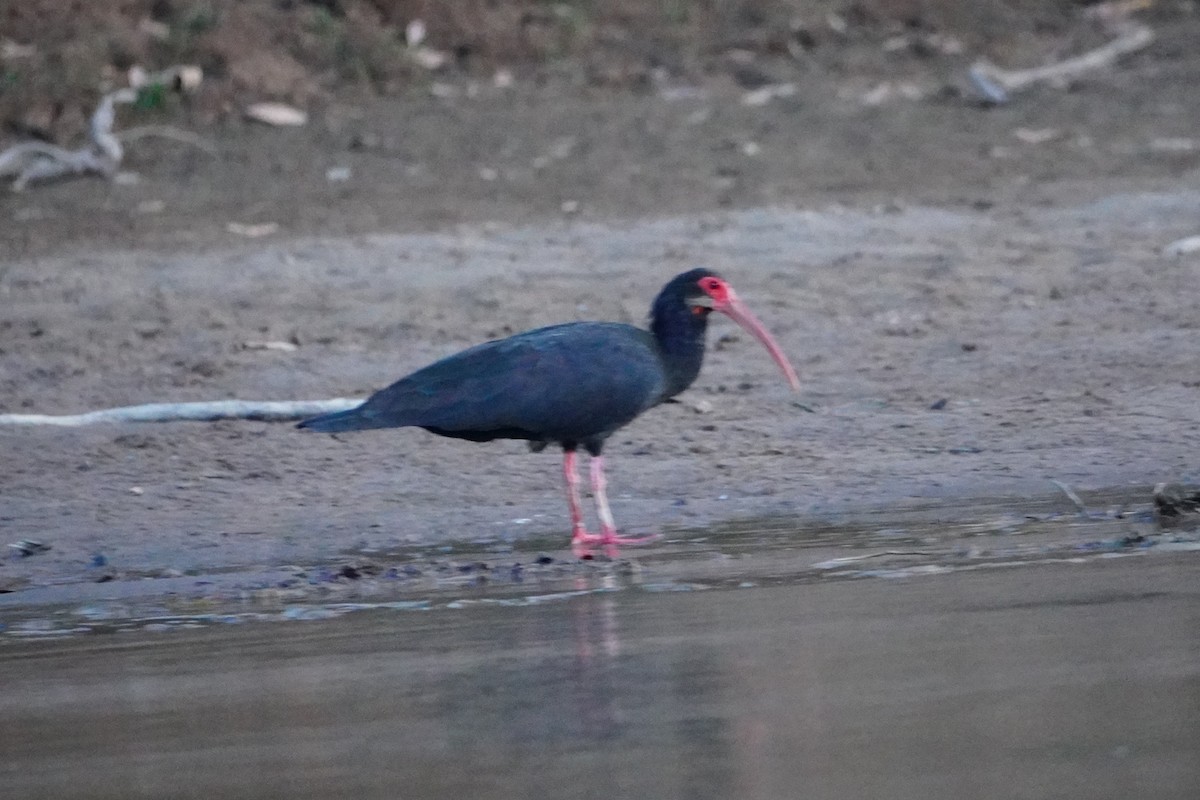 Sharp-tailed Ibis - ML642699998