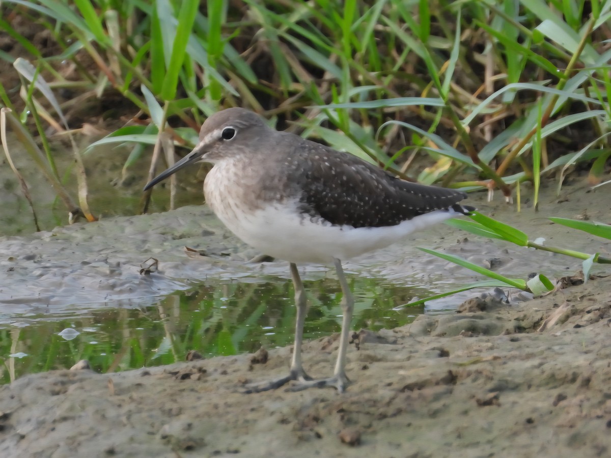 Green Sandpiper - ML642700001