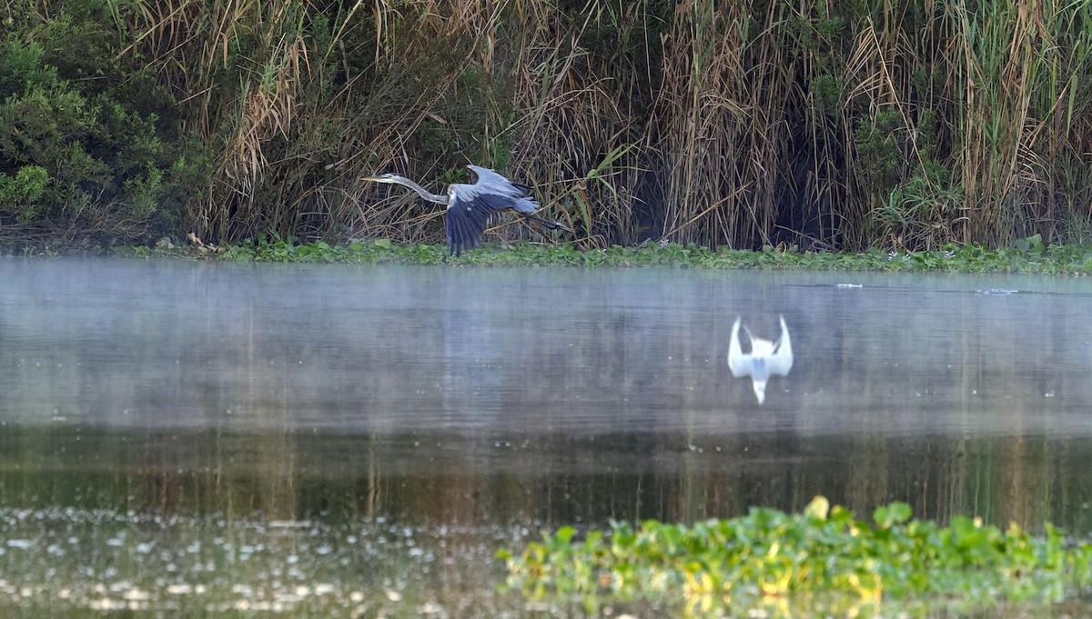Great Blue Heron - ML642700011