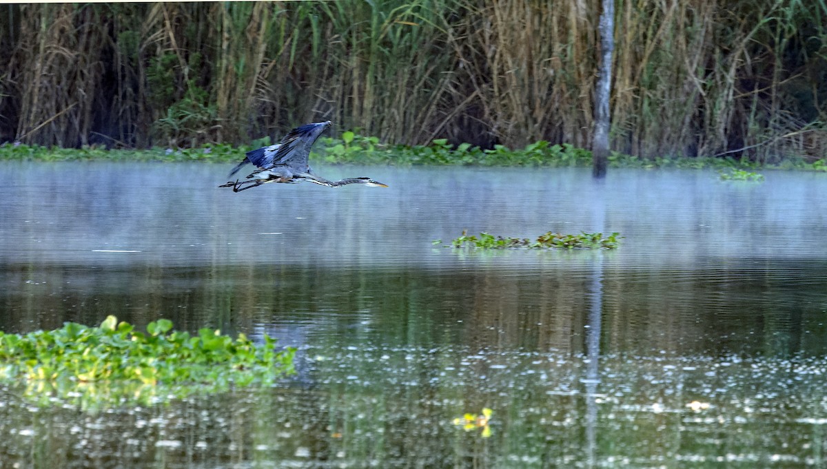 Great Blue Heron - ML642700012