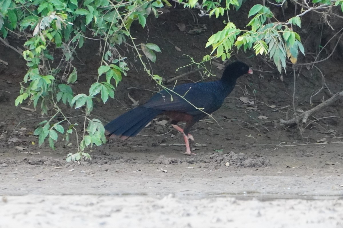 Crestless Curassow - ML642700013