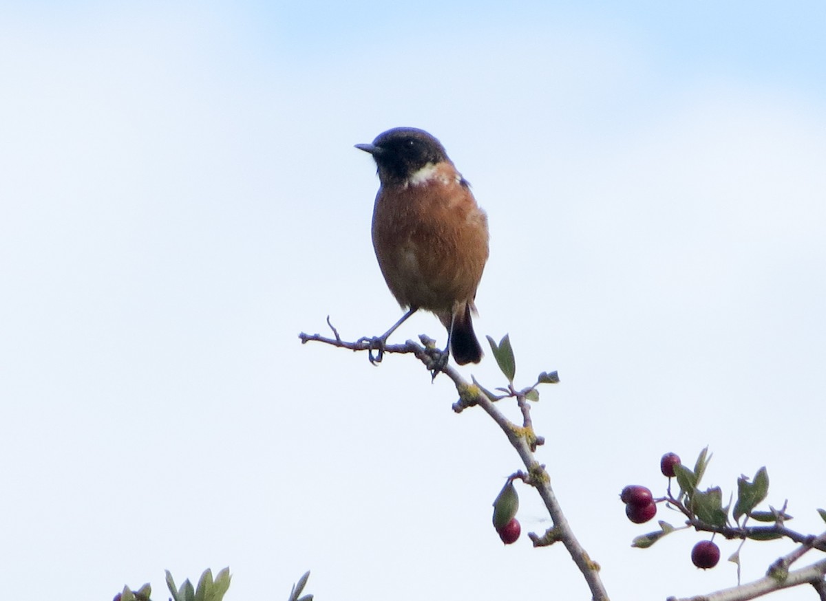European Stonechat - ML642700014