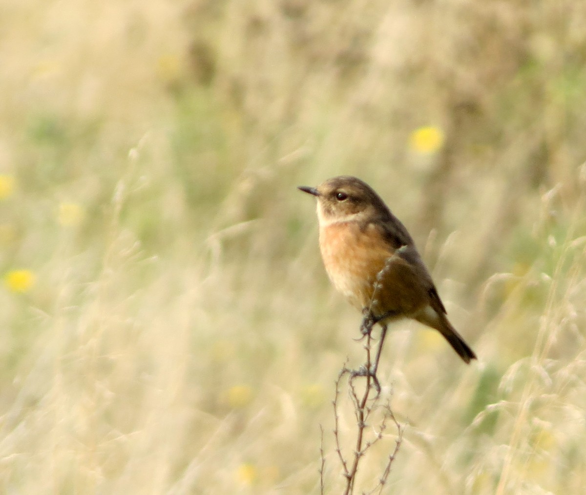 European Stonechat - ML642700015