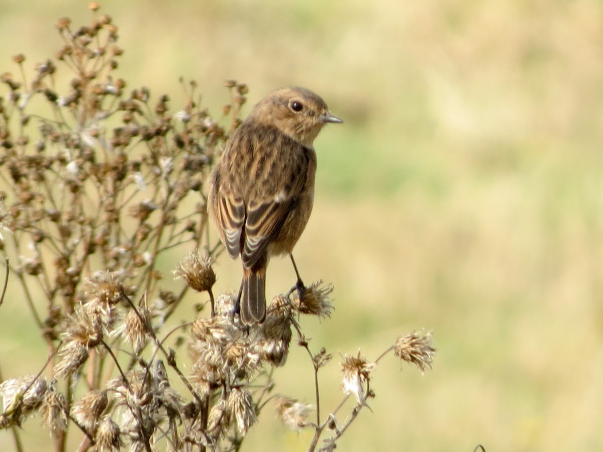 European Stonechat - ML642700016