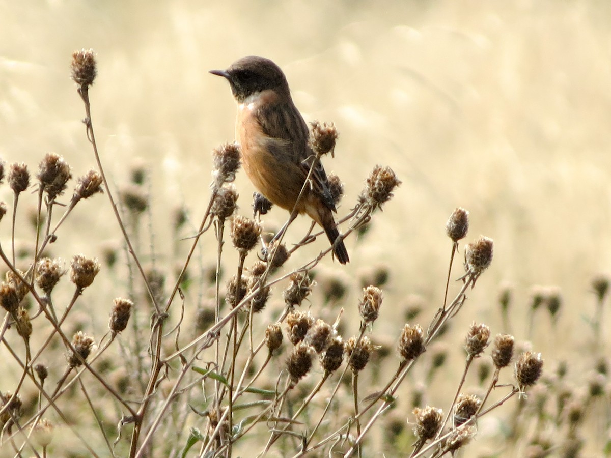 European Stonechat - ML642700017