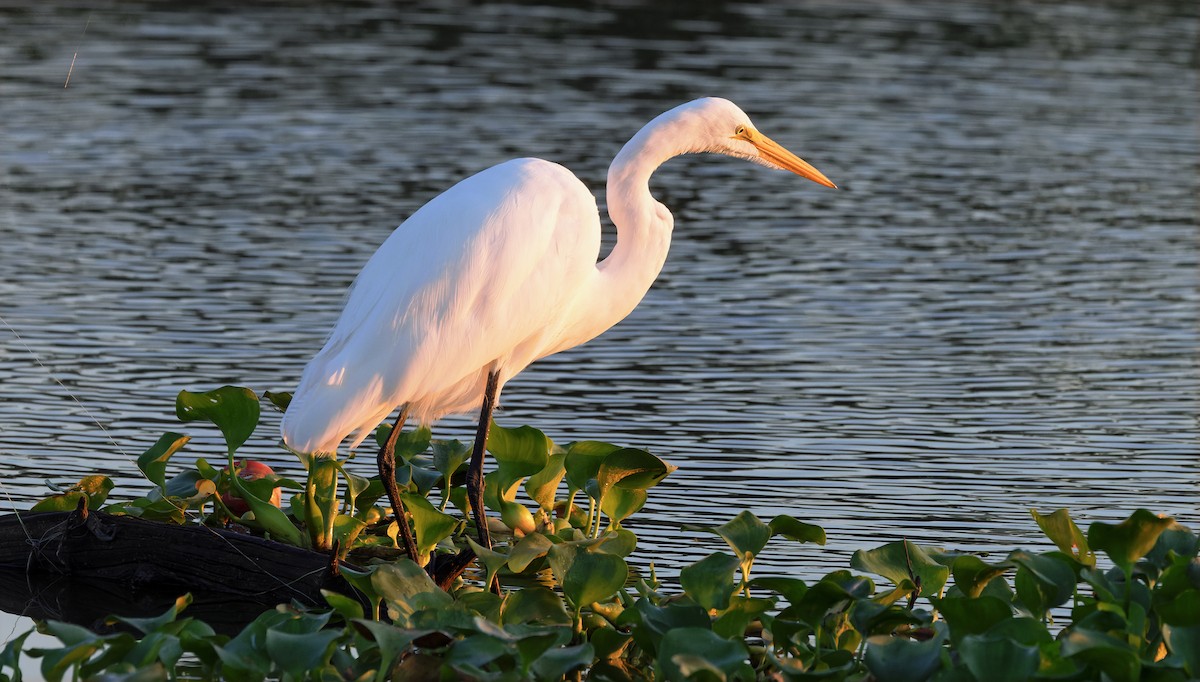 Great Egret - ML642700018