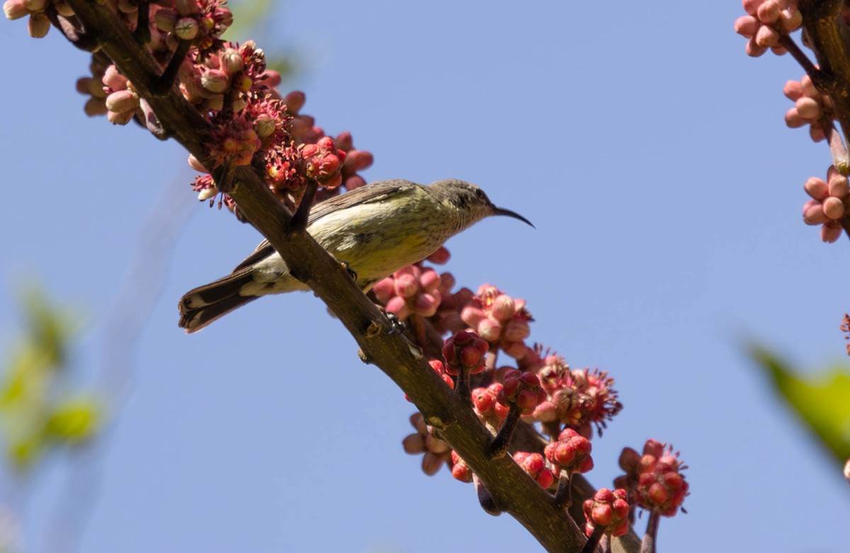 Gorgeous Sunbird - ML642700019