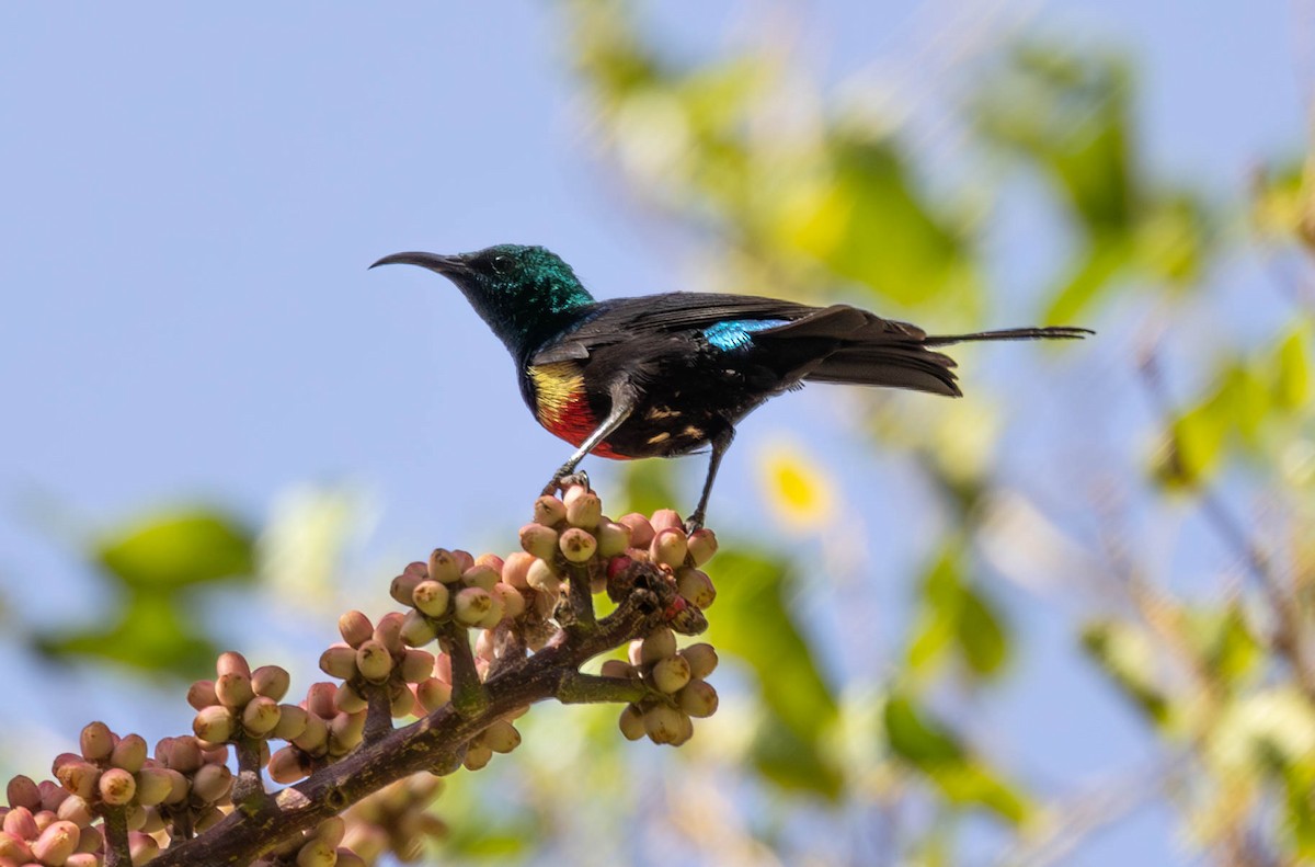 Gorgeous Sunbird - ML642700020