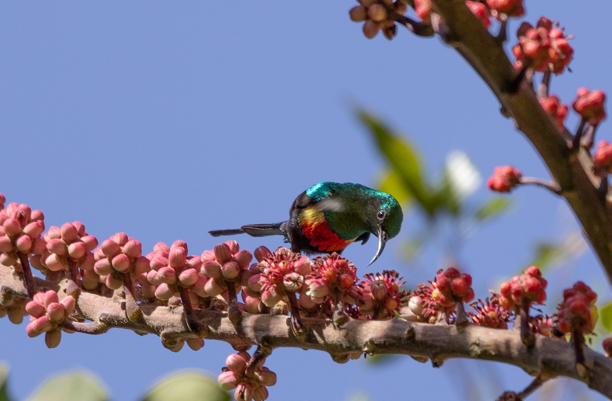 Gorgeous Sunbird - ML642700021