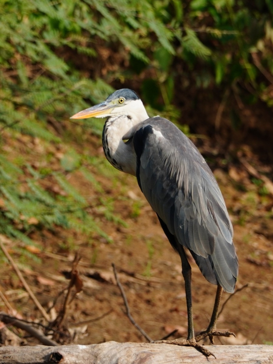 Cocoi Heron - ML642700022