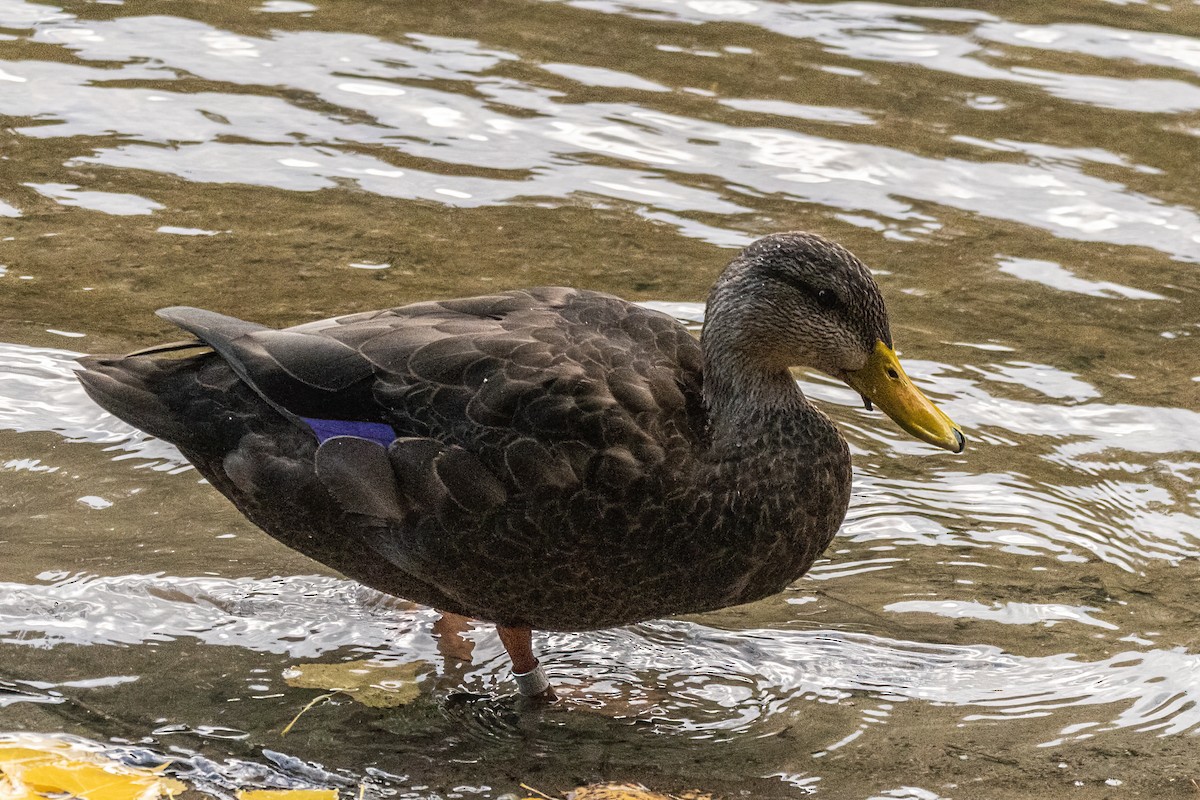 American Black Duck - ML642700033