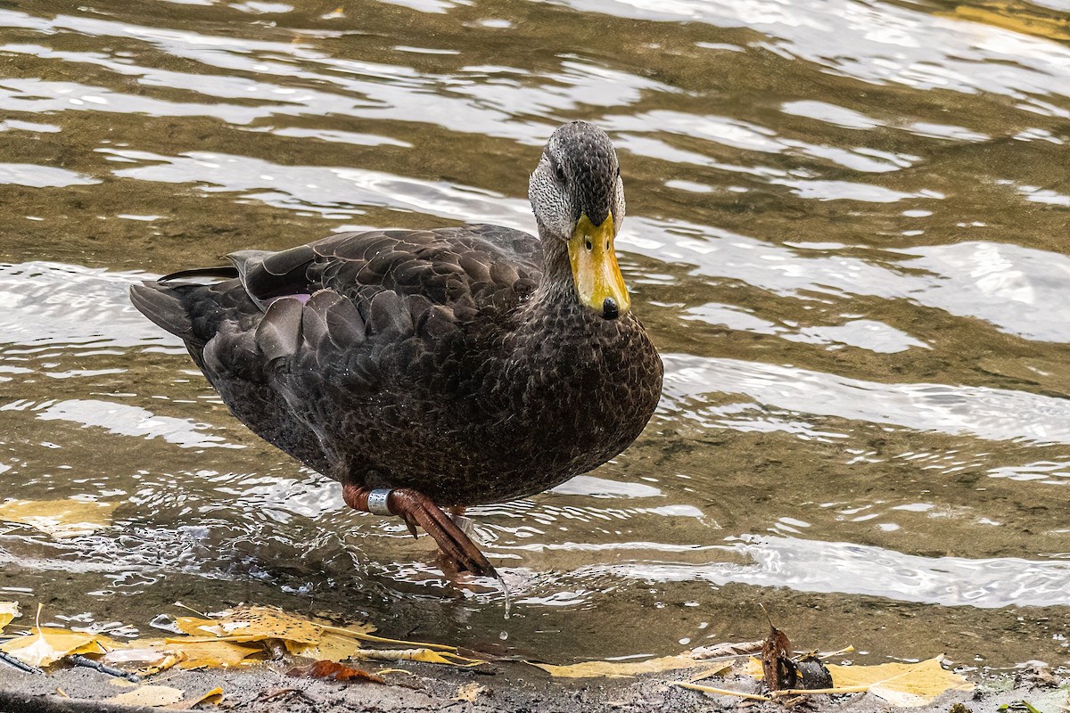 American Black Duck - ML642700035