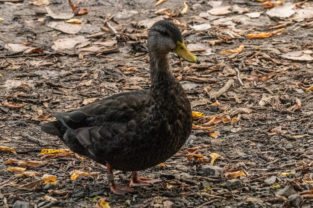 American Black Duck - ML642700036