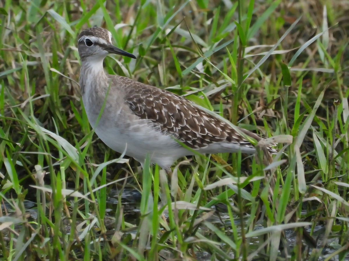 Wood Sandpiper - ML642700037