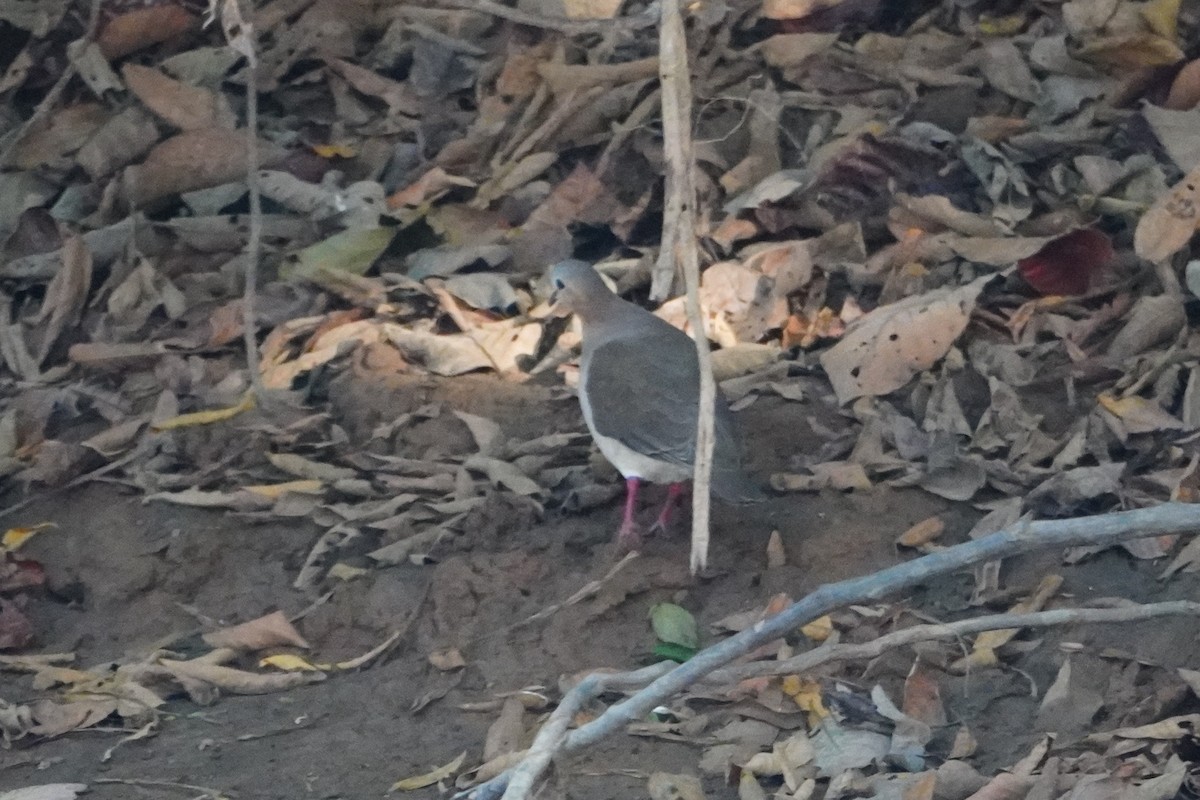 White-tipped Dove - ML642700038