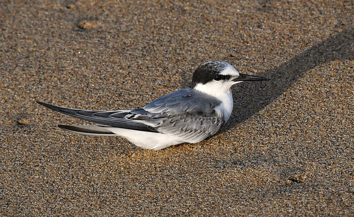 Little Tern - ML642700041
