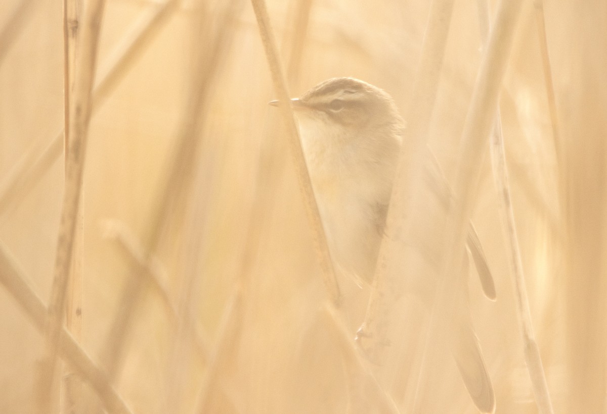 Sedge Warbler - ML642700042