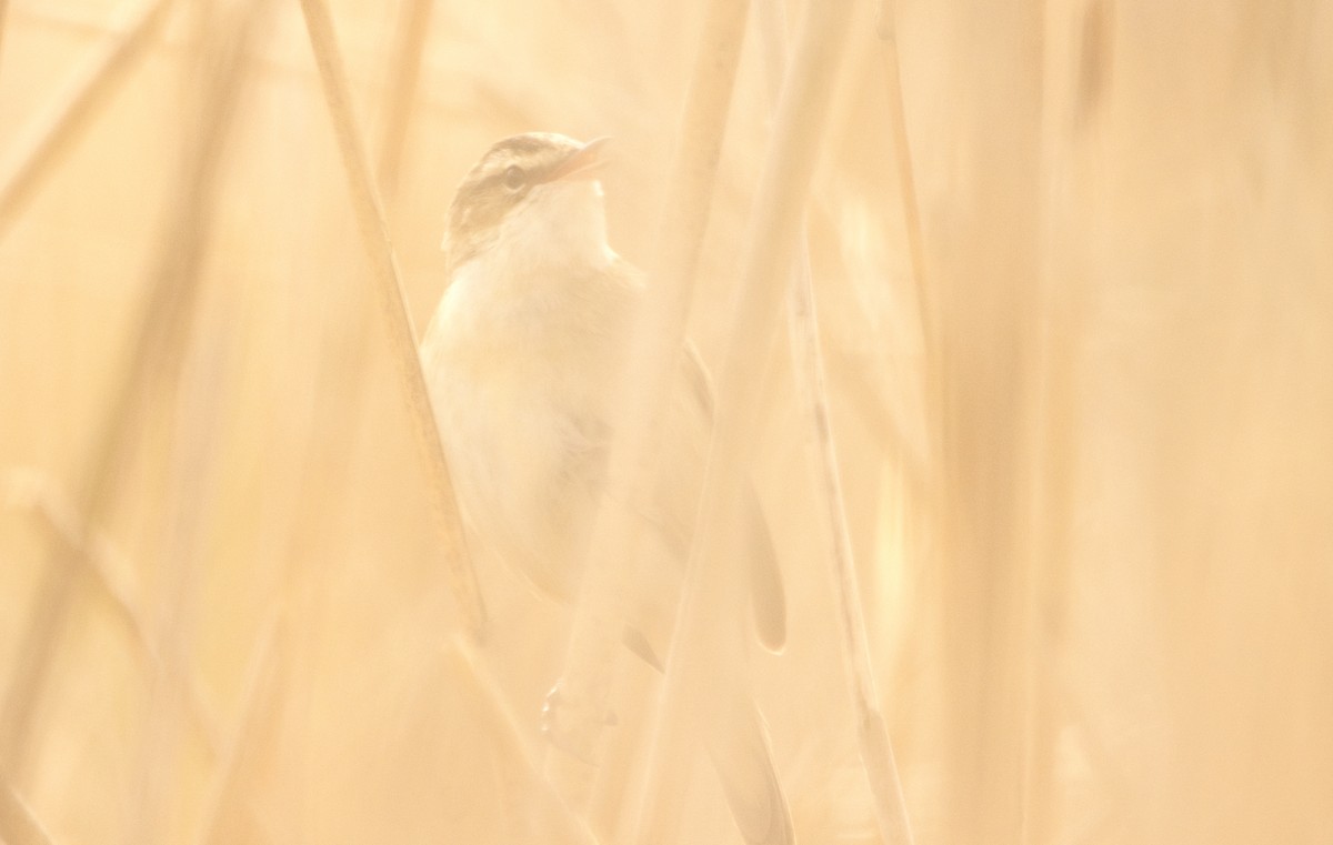 Sedge Warbler - ML642700043