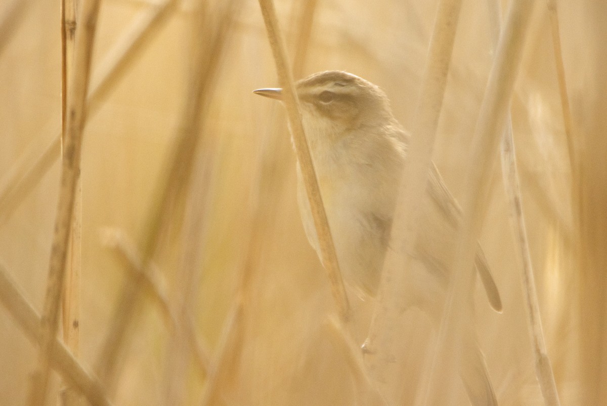 Sedge Warbler - ML642700044