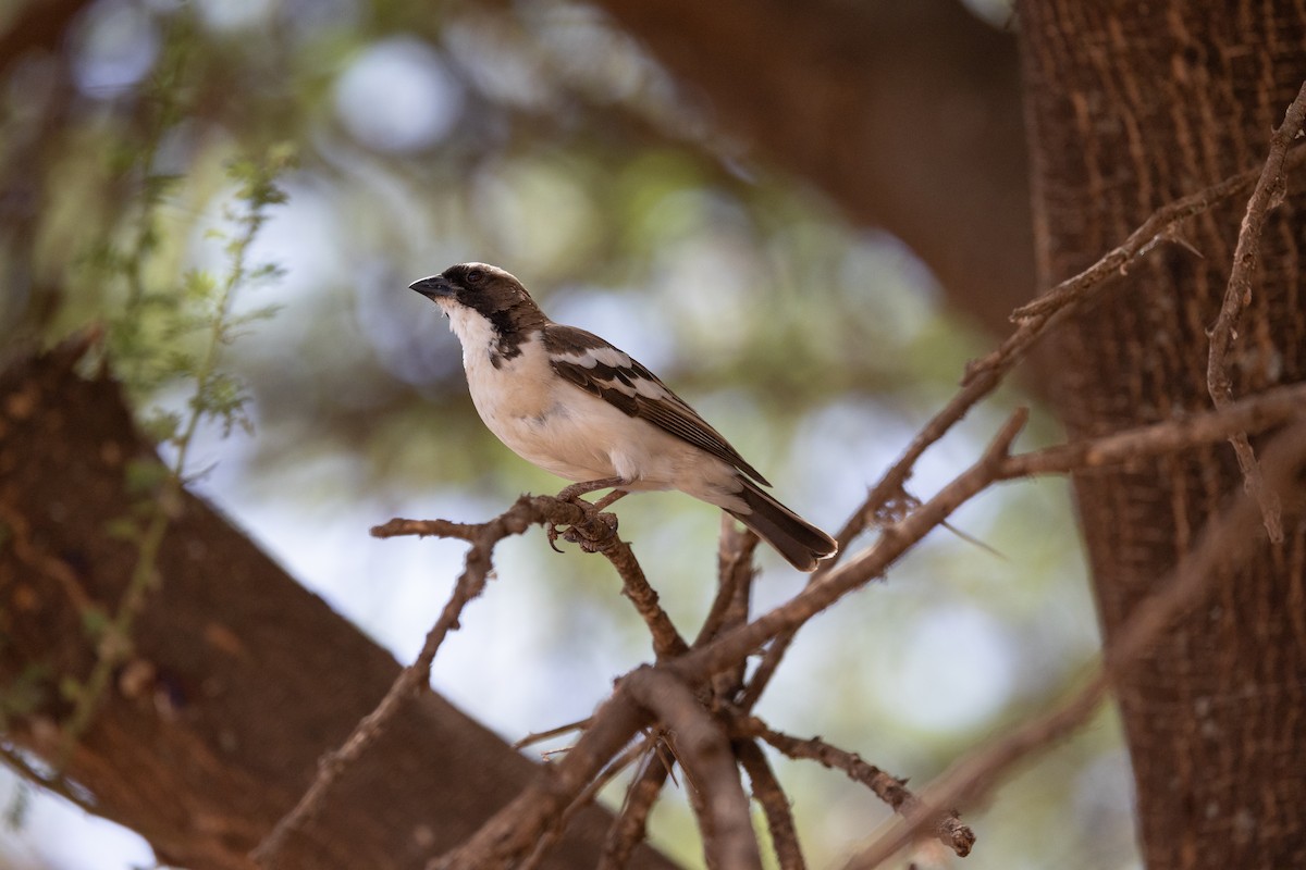 White-browed Sparrow-Weaver - ML642700045