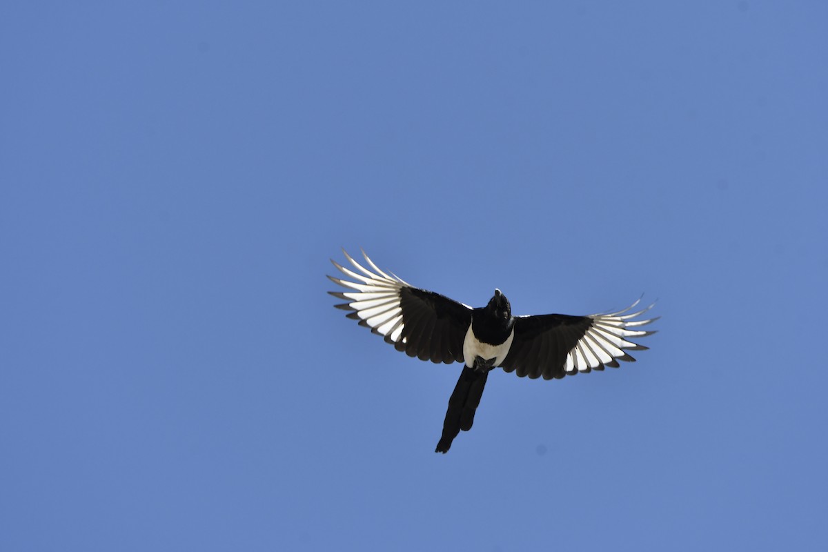 Eurasian Magpie - ML642700046