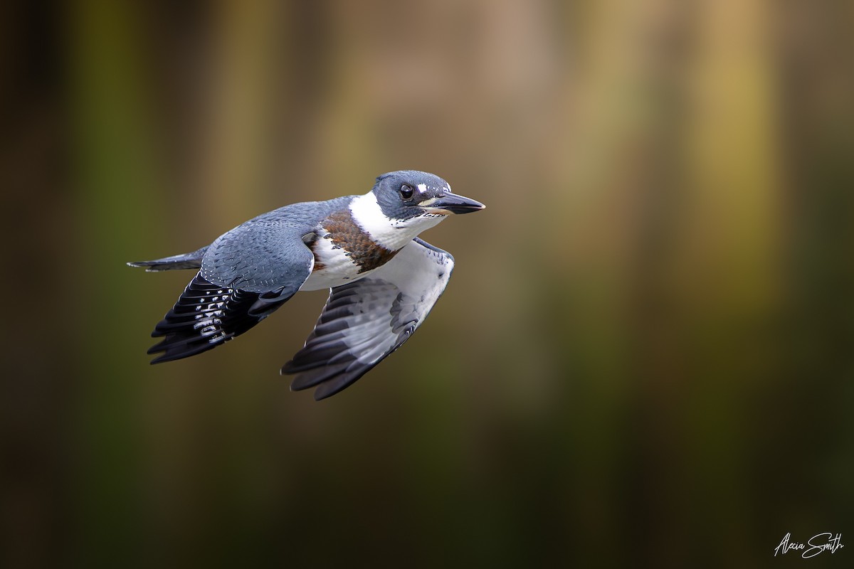Belted Kingfisher - ML642700057