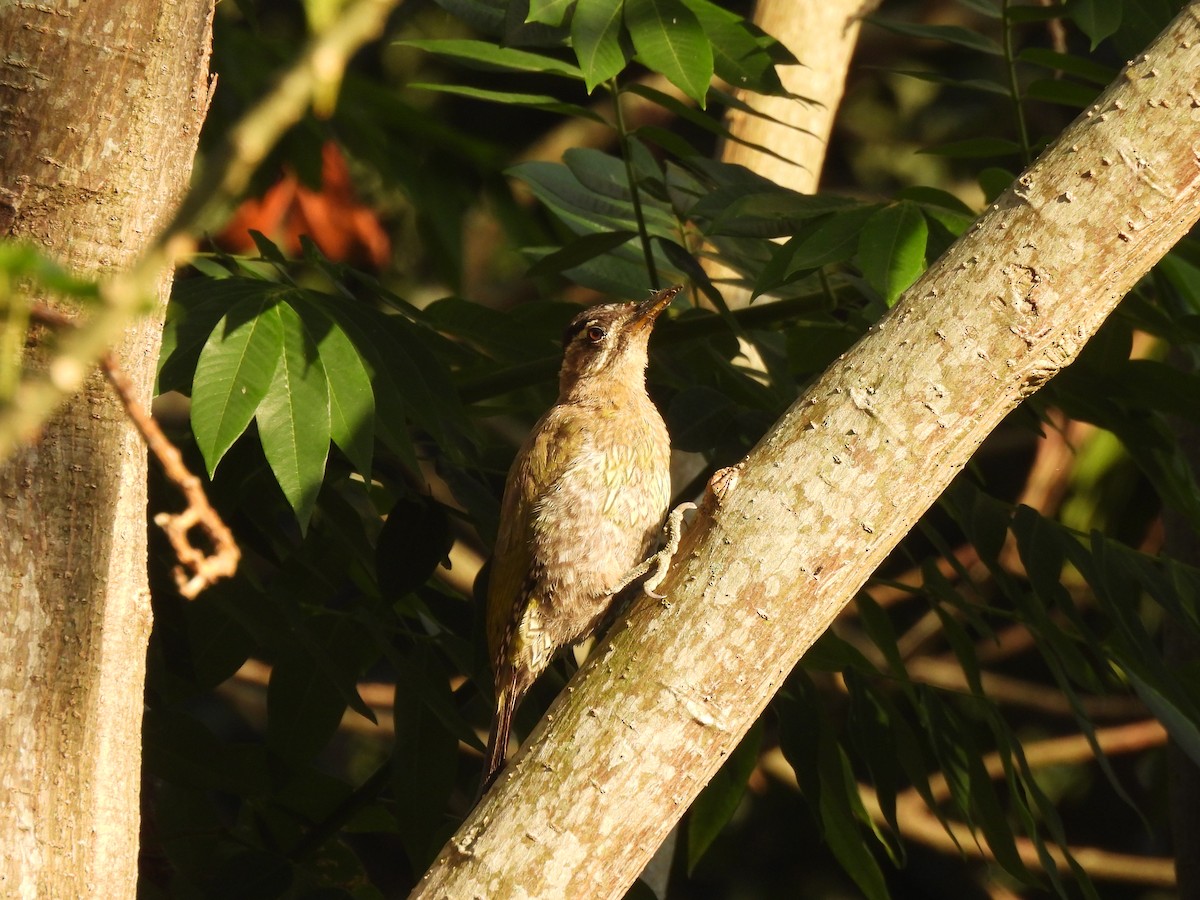 Streak-throated Woodpecker - ML642700058