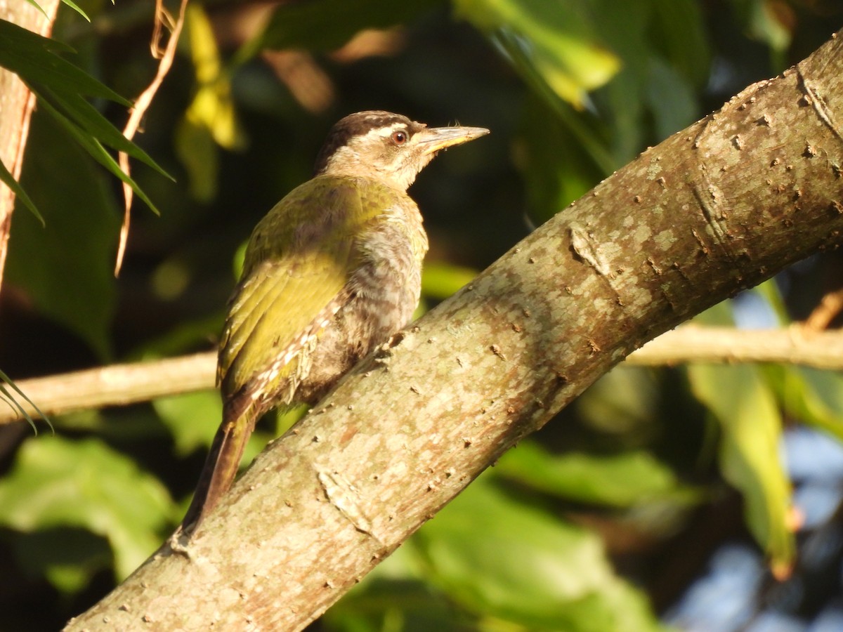Streak-throated Woodpecker - ML642700059