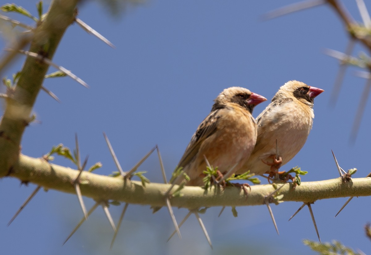 Red-billed Quelea - ML642700060