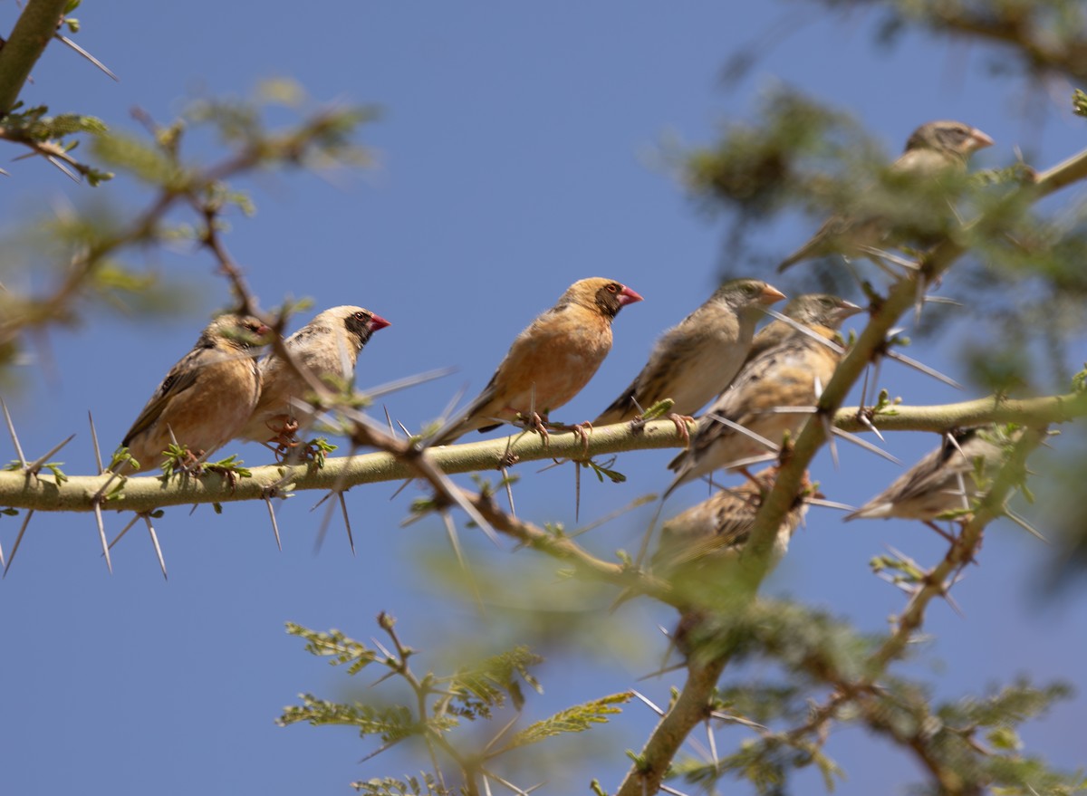 Red-billed Quelea - ML642700061