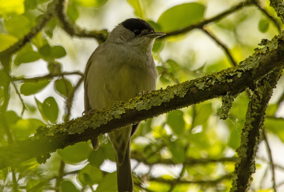 Eurasian Blackcap - ML642700062