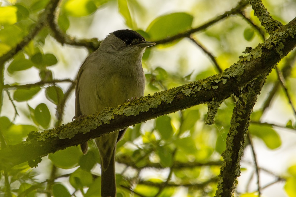 Eurasian Blackcap - ML642700063
