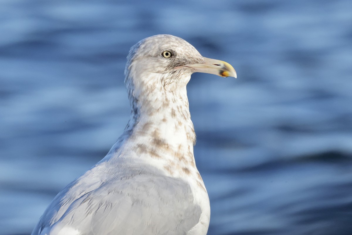 Ring-billed Gull - ML642700064
