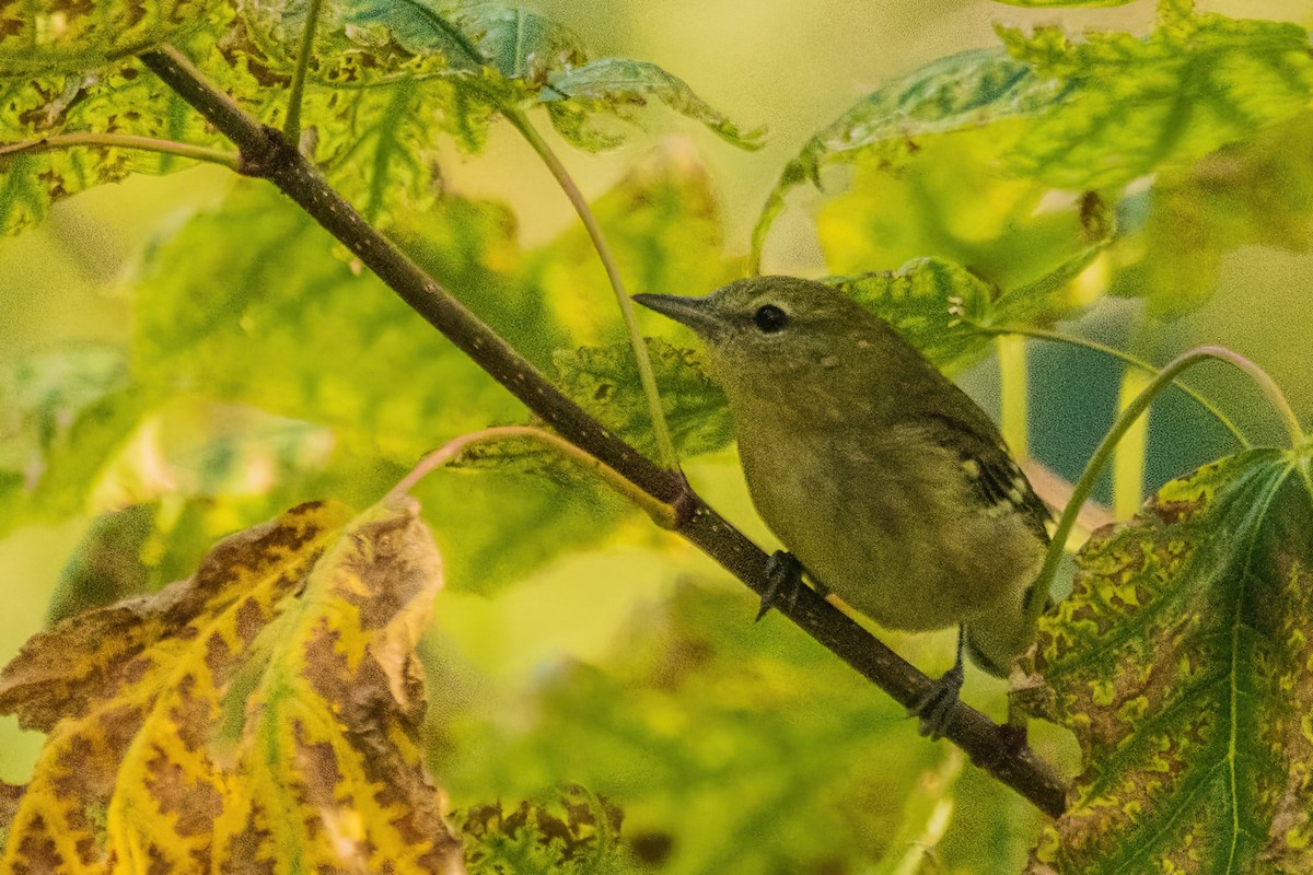 Blackpoll Warbler - ML642700065