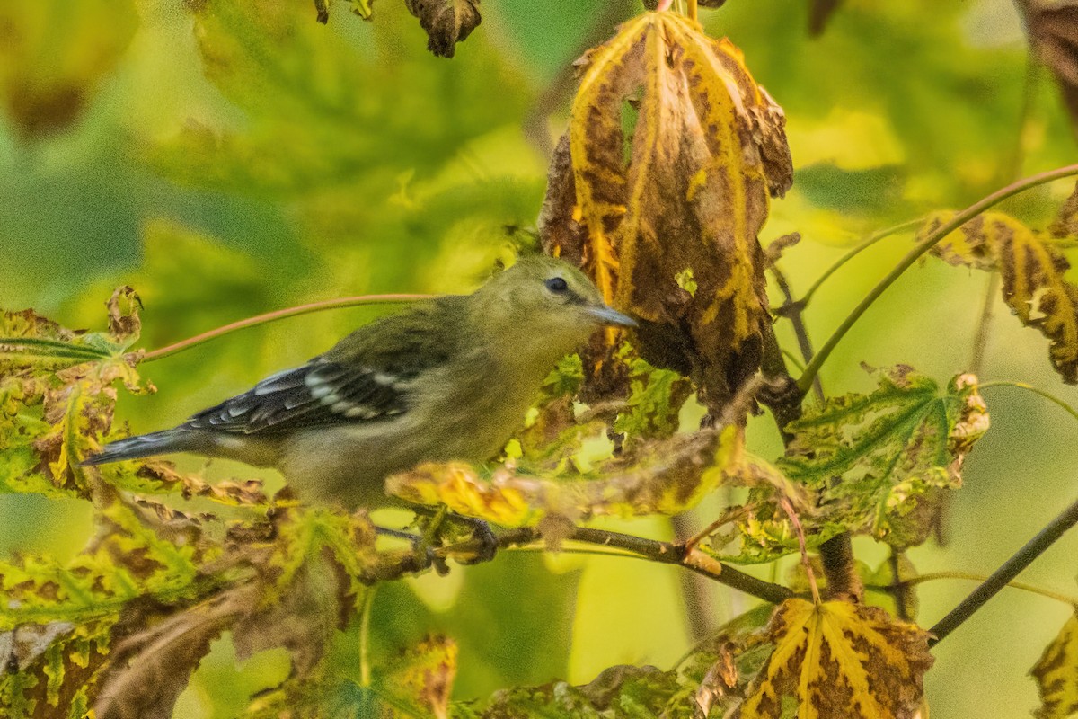 Blackpoll Warbler - ML642700066