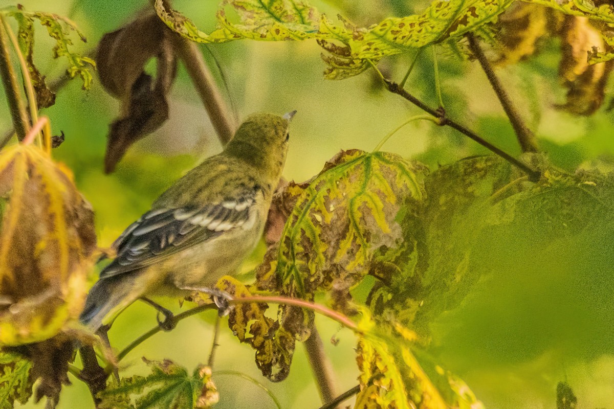 Blackpoll Warbler - ML642700067