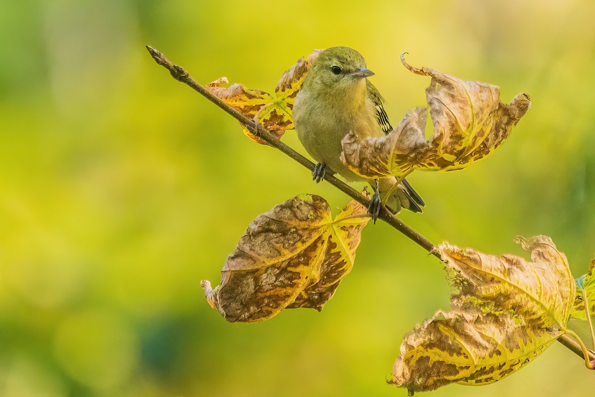 Blackpoll Warbler - ML642700068
