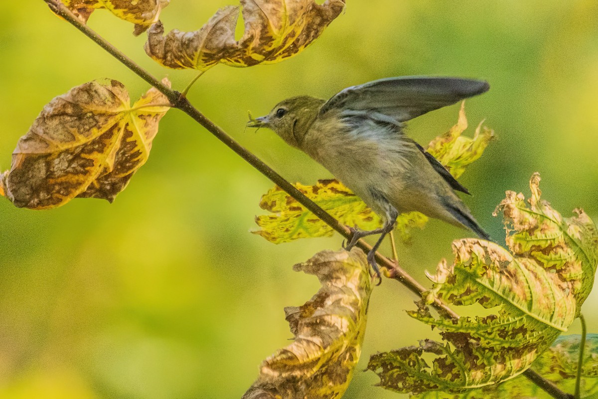 Blackpoll Warbler - ML642700070