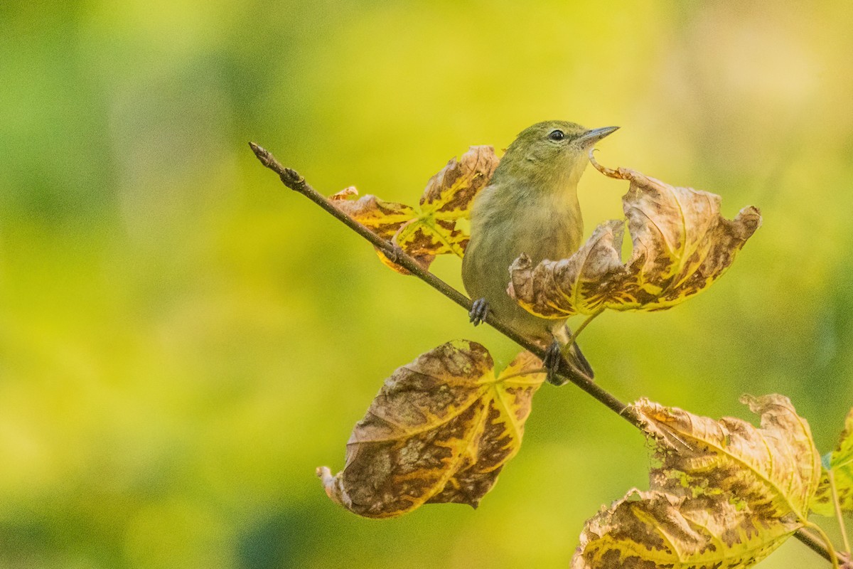 Blackpoll Warbler - ML642700071