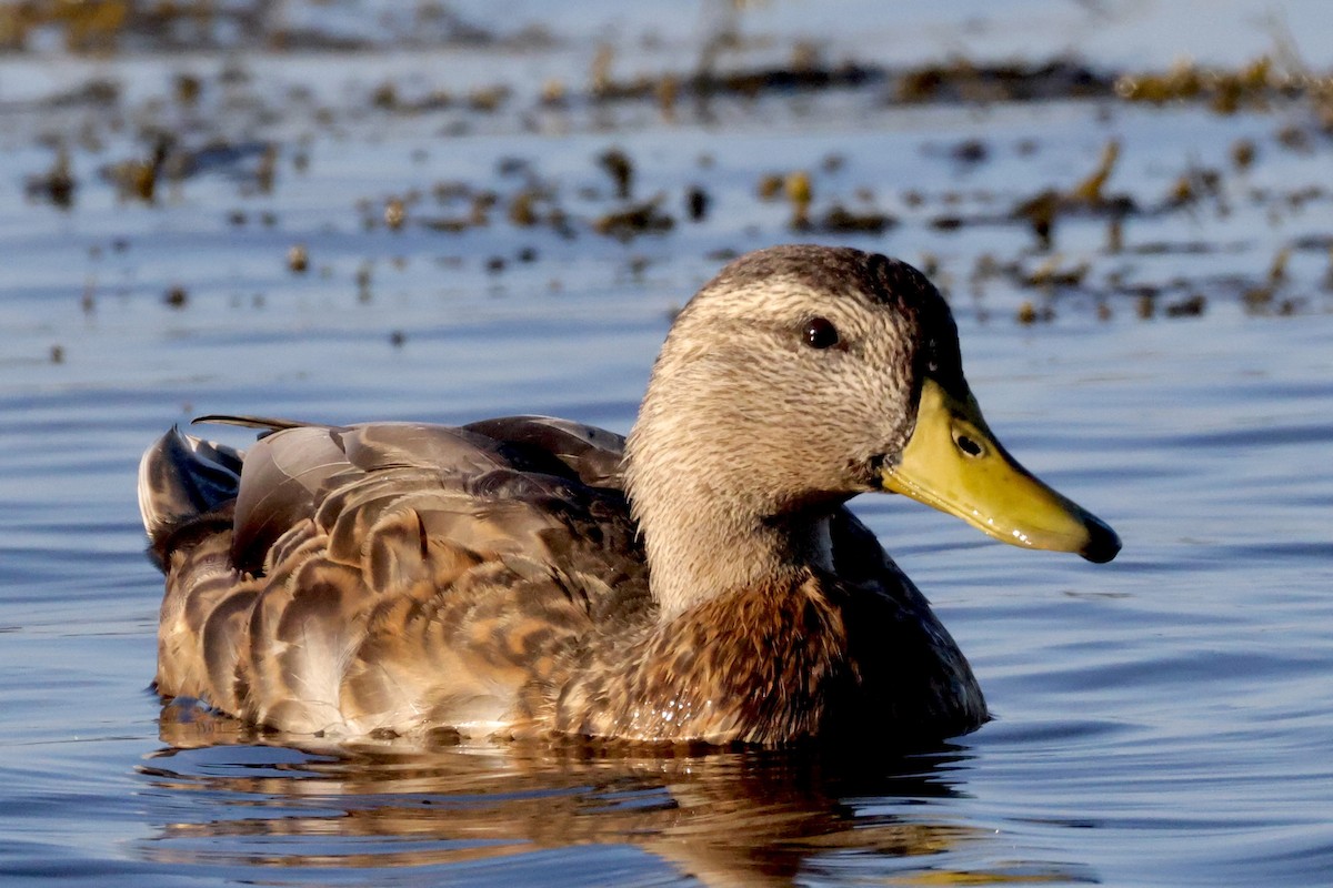 American Black Duck - ML642700073