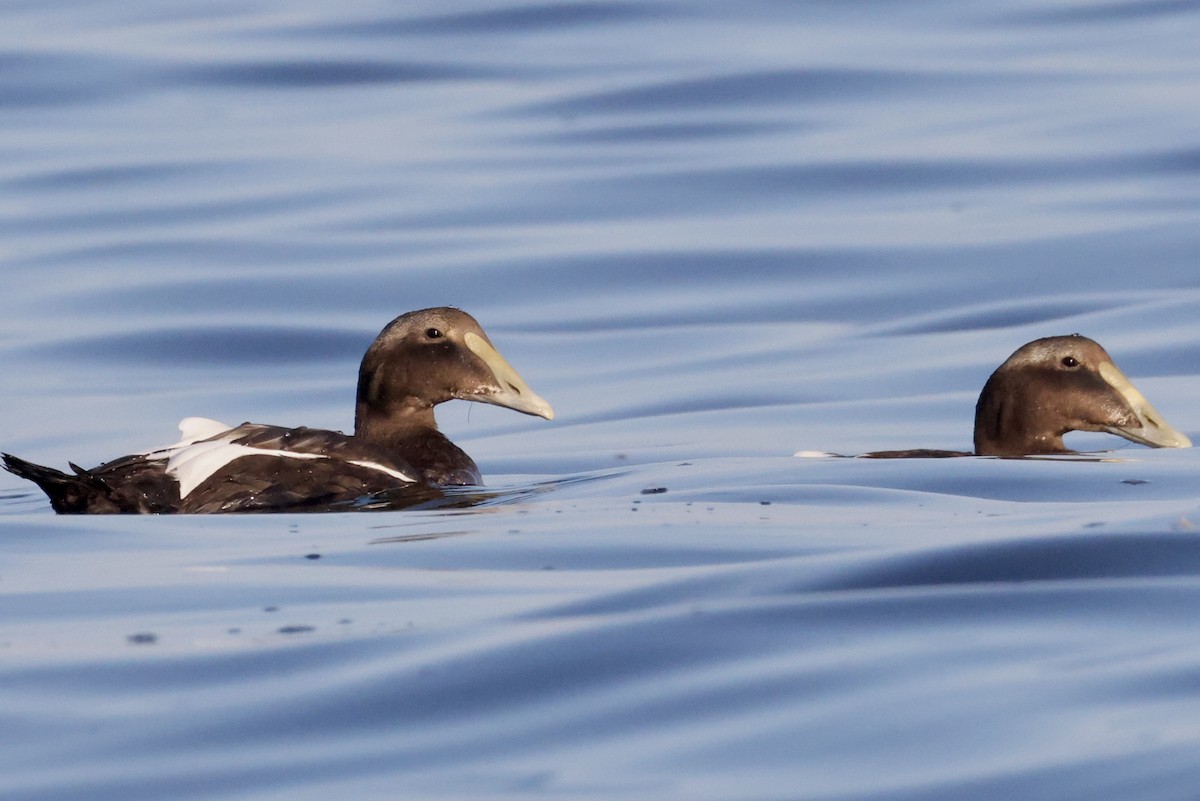 Common Eider - ML642700075