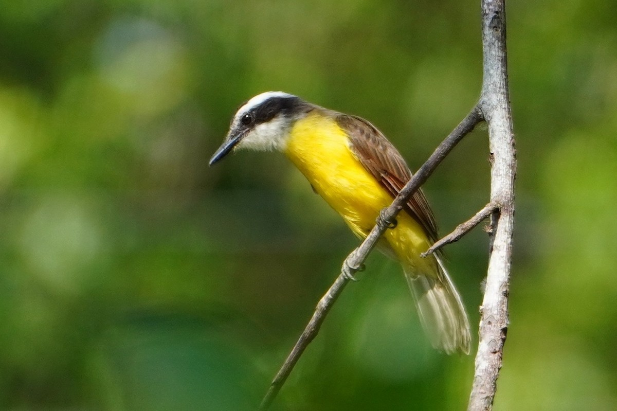 Lesser Kiskadee - ML642700076