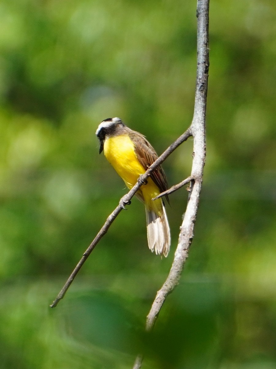 Lesser Kiskadee - ML642700077