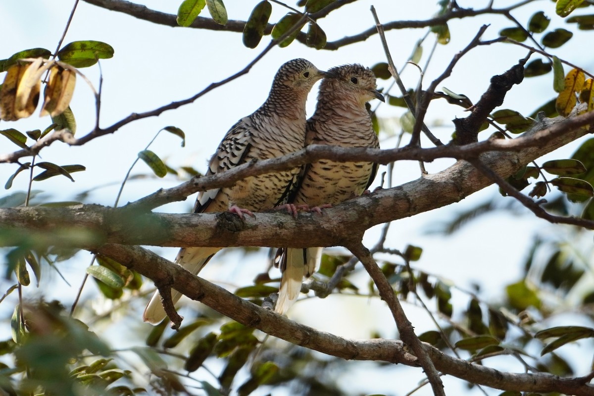 Scaled Dove - ML642700078
