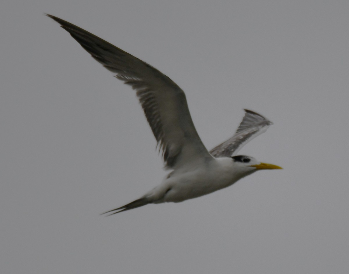 鳳頭燕鷗 - ML642700079