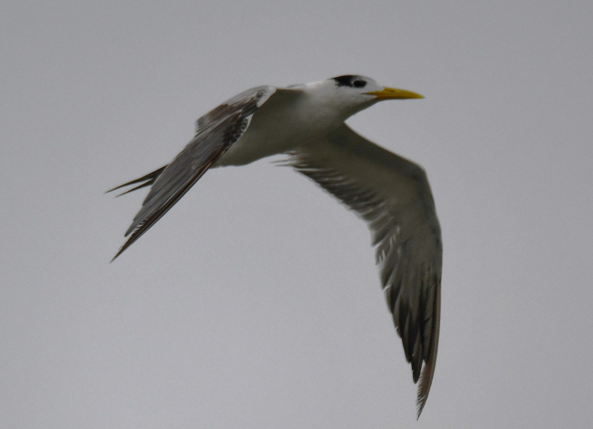 鳳頭燕鷗 - ML642700080