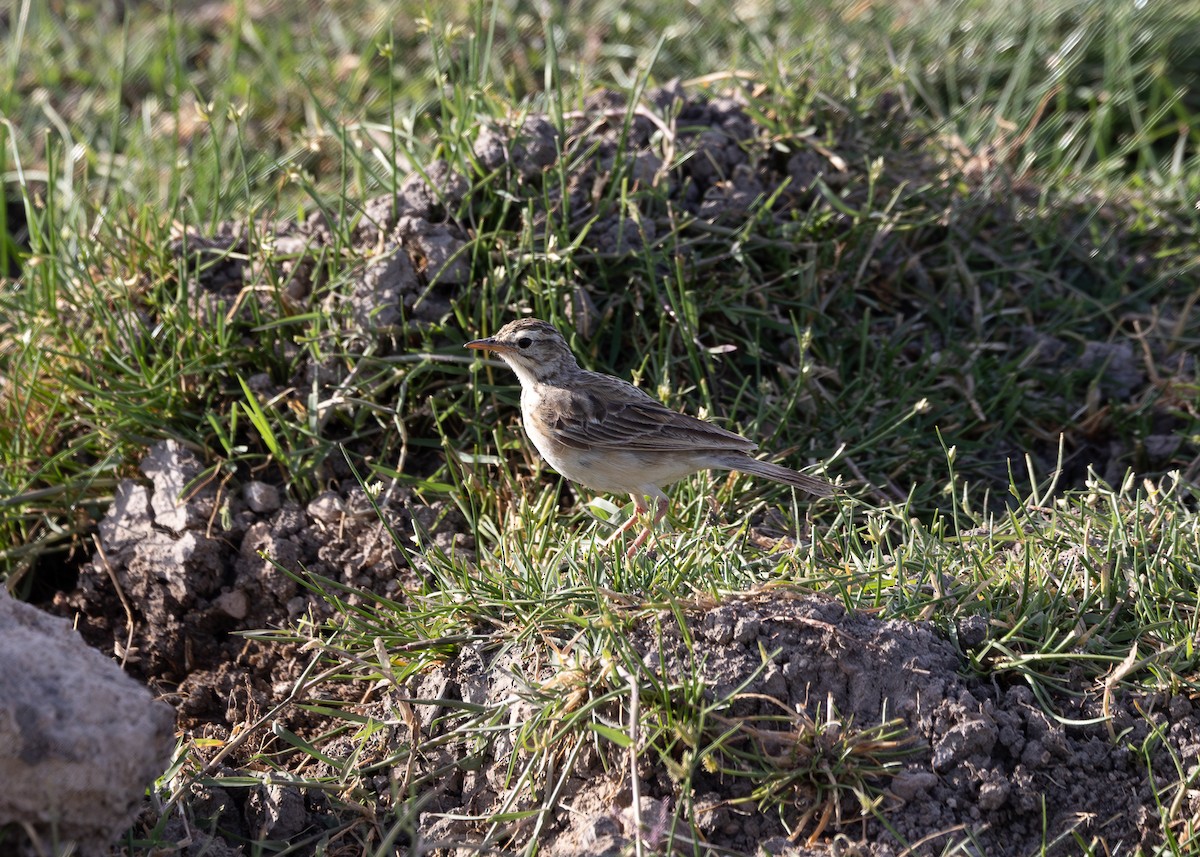 African Pipit - ML642700081