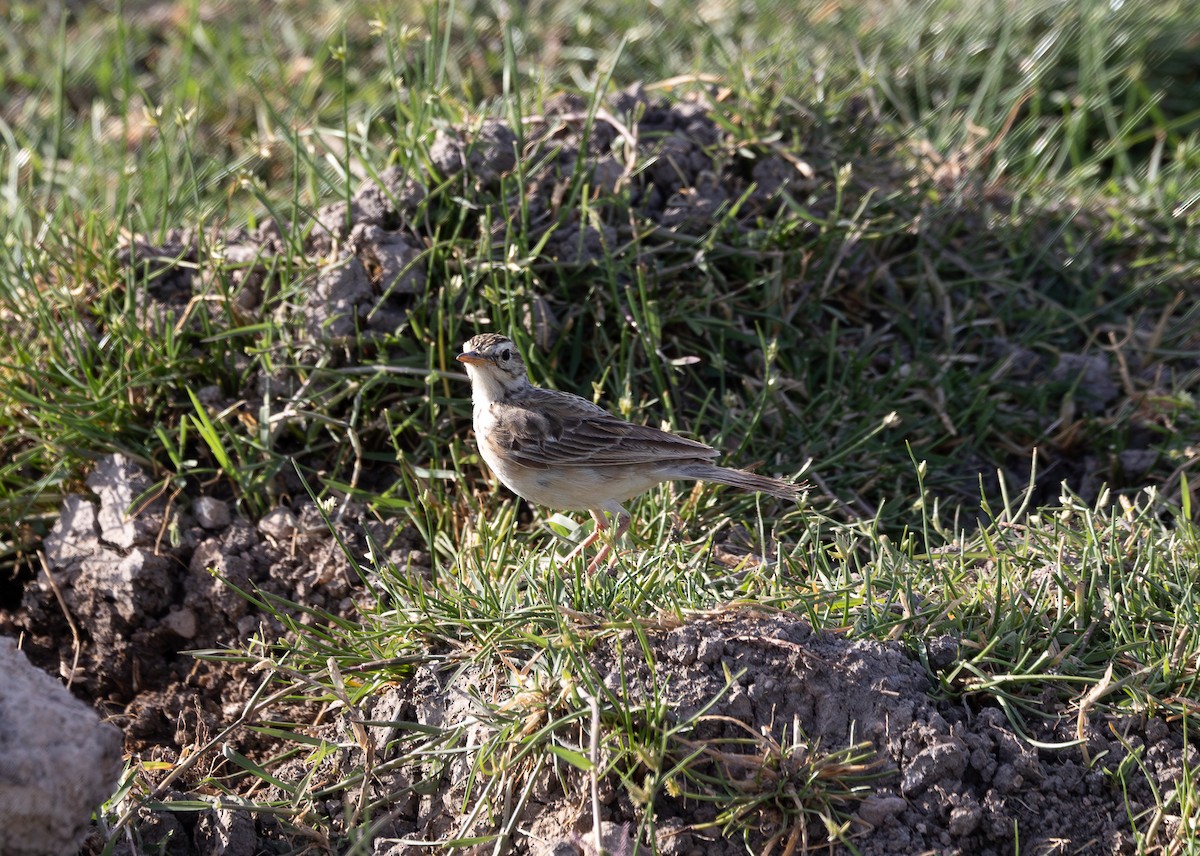 African Pipit - ML642700082