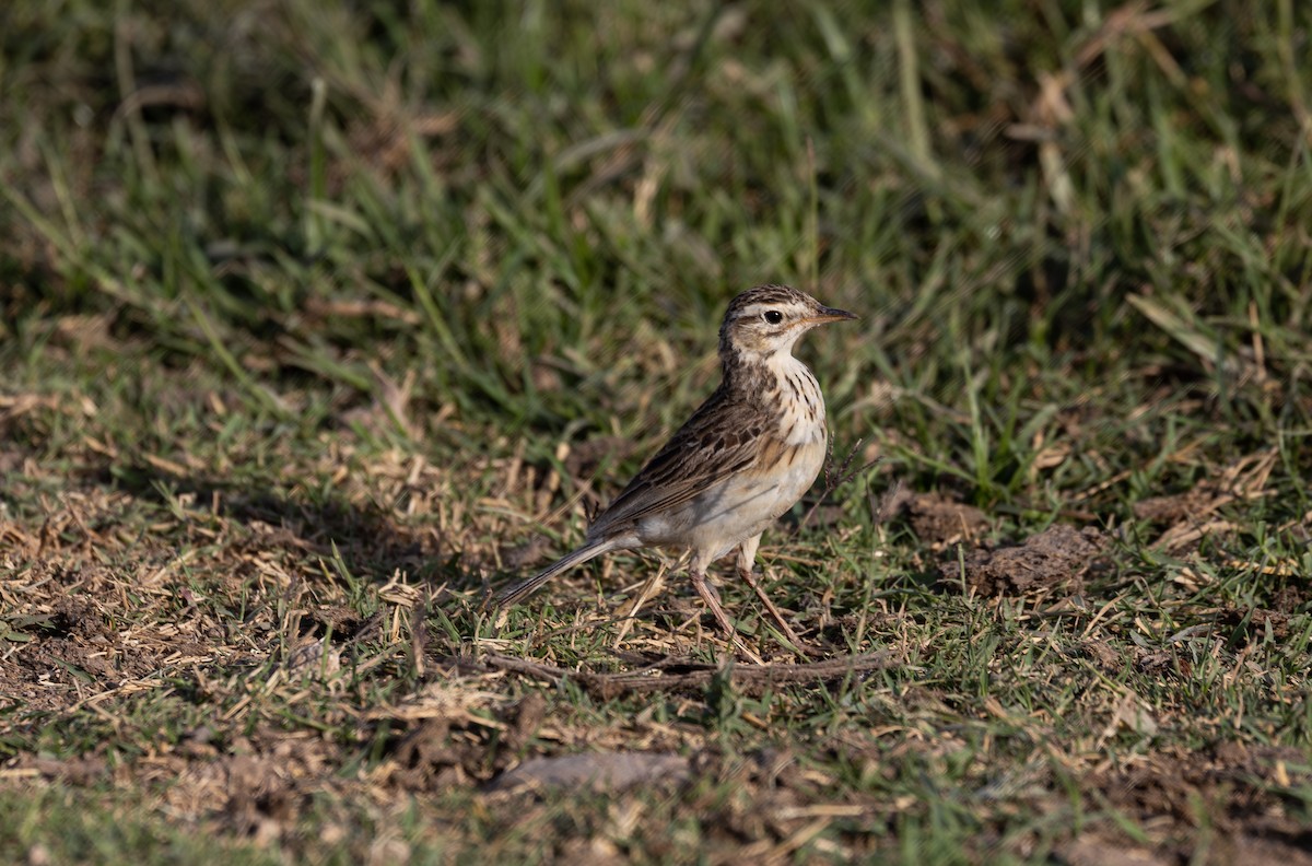 African Pipit - ML642700083